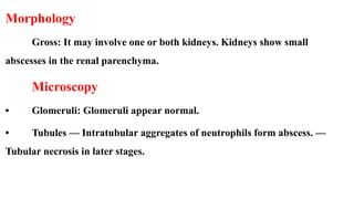 PYELONEPHRITISPYELONEPHRITISPYELONEPHRITIS.pptx