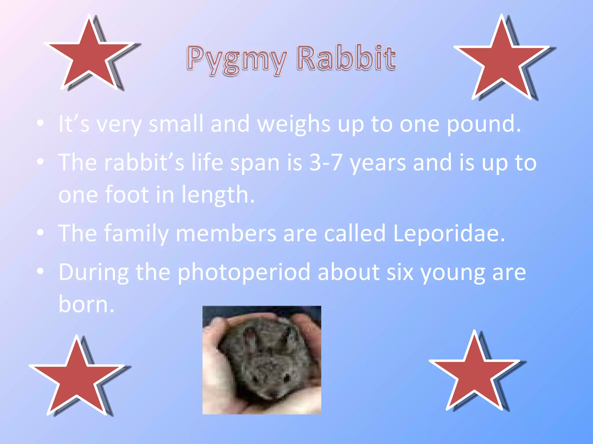 Itâs very small and weighs up to one pound. The rabbitâs life span is 3-7 years and is up to one foot in length. The family members are called Leporidae. During the photoperiod about six young are born.