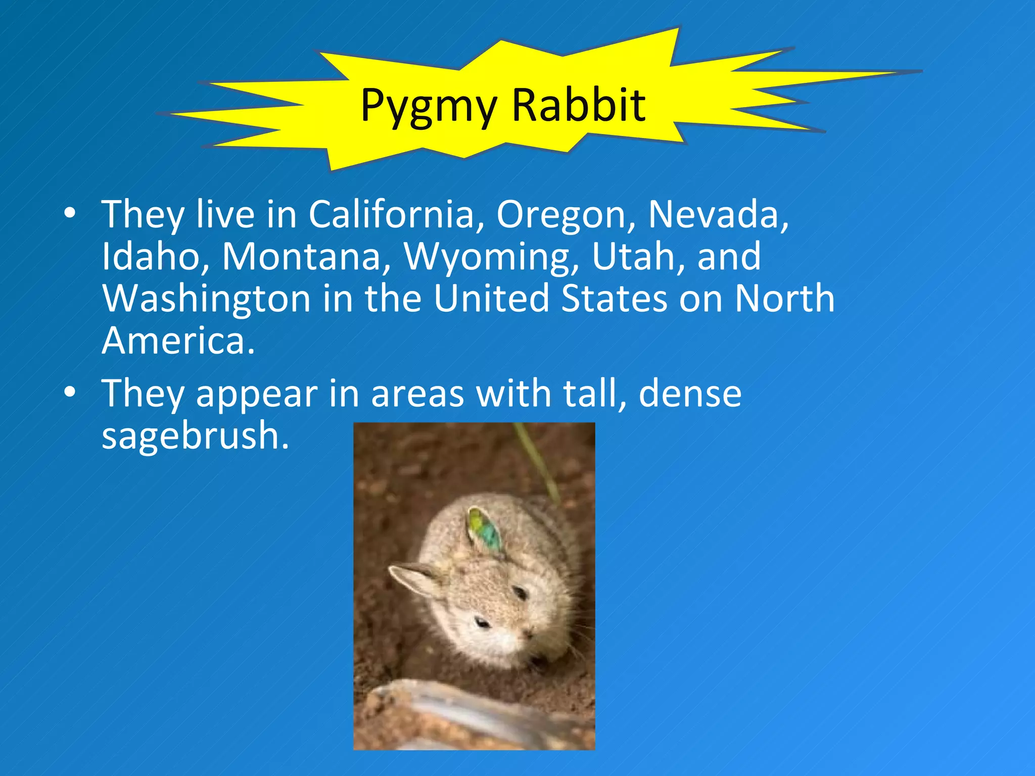 They live in California, Oregon, Nevada, Idaho, Montana, Wyoming, Utah, and Washington in the United States on North America. They appear in areas with tall, dense sagebrush. Pygmy Rabbit