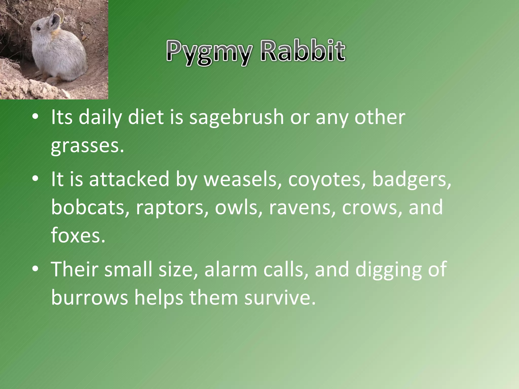Its daily diet is sagebrush or any other grasses. It is attacked by weasels, coyotes, badgers, bobcats, raptors, owls, ravens, crows, and foxes. Their small size, alarm calls, and digging of burrows helps them survive.