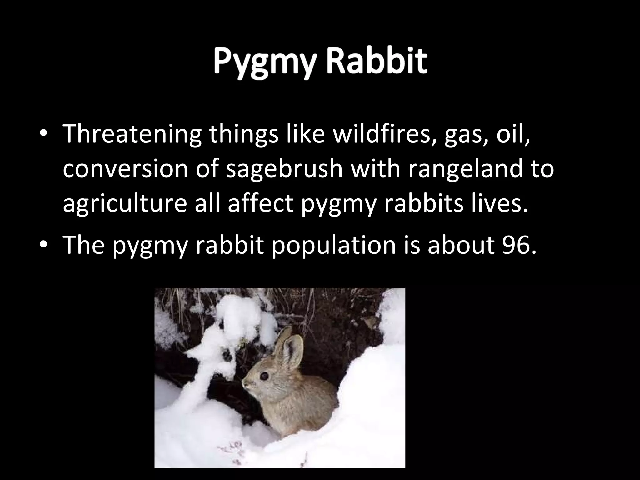 Threatening things like wildfires, gas, oil, conversion of sagebrush with rangeland to agriculture all affect pygmy rabbits lives. The pygmy rabbit population is about 96.