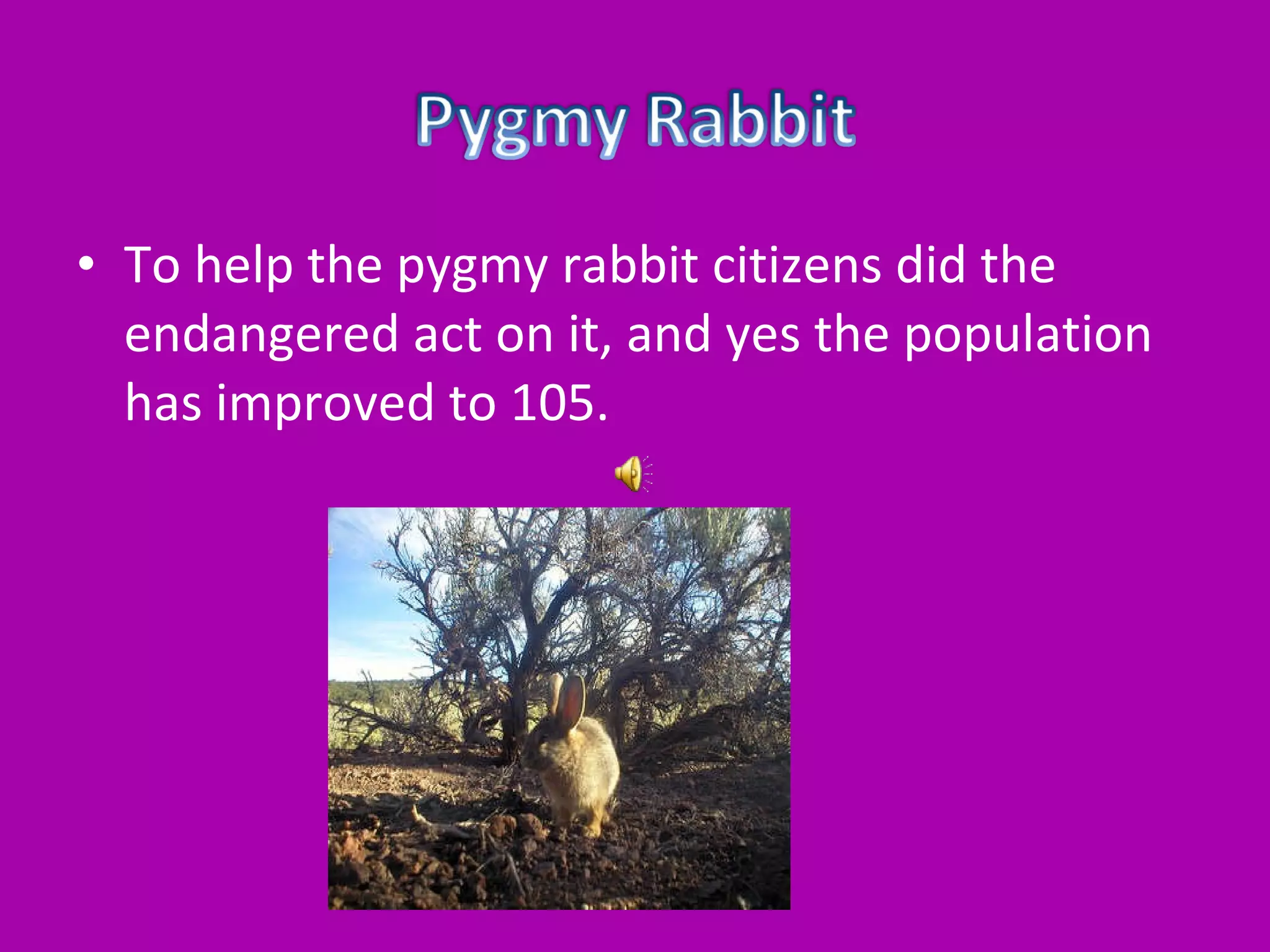 To help the pygmy rabbit citizens did the endangered act on it, and yes the population has improved to 105.