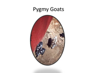 Pygmy Goats 