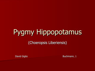 Pygmy Hippopotamus (Choeropsis Liberiensis) David Giglio  Buchmann, 1 