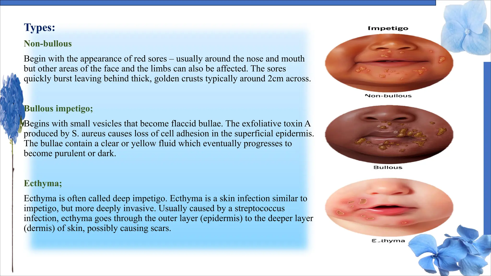 Types:
Non-bullous
Begin with the appearance of red sores – usually around the nose and mouth
but other areas of the face and the limbs can also be affected. The sores
quickly burst leaving behind thick, golden crusts typically around 2cm across.
Bullous impetigo;
Begins with small vesicles that become flaccid bullae. The exfoliative toxin A
produced by S. aureus causes loss of cell adhesion in the superficial epidermis.
The bullae contain a clear or yellow fluid which eventually progresses to
become purulent or dark.
Ecthyma;
Ecthyma is often called deep impetigo. Ecthyma is a skin infection similar to
impetigo, but more deeply invasive. Usually caused by a streptococcus
infection, ecthyma goes through the outer layer (epidermis) to the deeper layer
(dermis) of skin, possibly causing scars.
 
