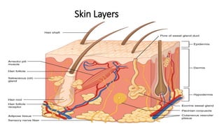 6
Skin Layers
 