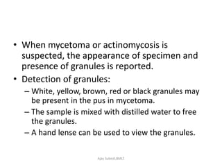 • When mycetoma or actinomycosis is
suspected, the appearance of specimen and
presence of granules is reported.
• Detection of granules:
– White, yellow, brown, red or black granules may
be present in the pus in mycetoma.
– The sample is mixed with distilled water to free
the granules.
– A hand lense can be used to view the granules.
Ajay Subedi,BMLT
 