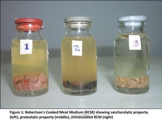 pyogenic infection.pptx
