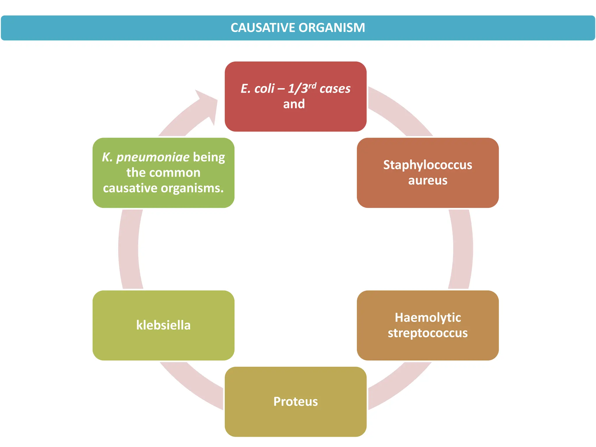 CAUSATIVE ORGANISM
E. coli – 1/3rd cases
and
Staphylococcus
aureus
Haemolytic
streptococcus
Proteus
klebsiella
K. pneumoniae being
the common
causative organisms.
 