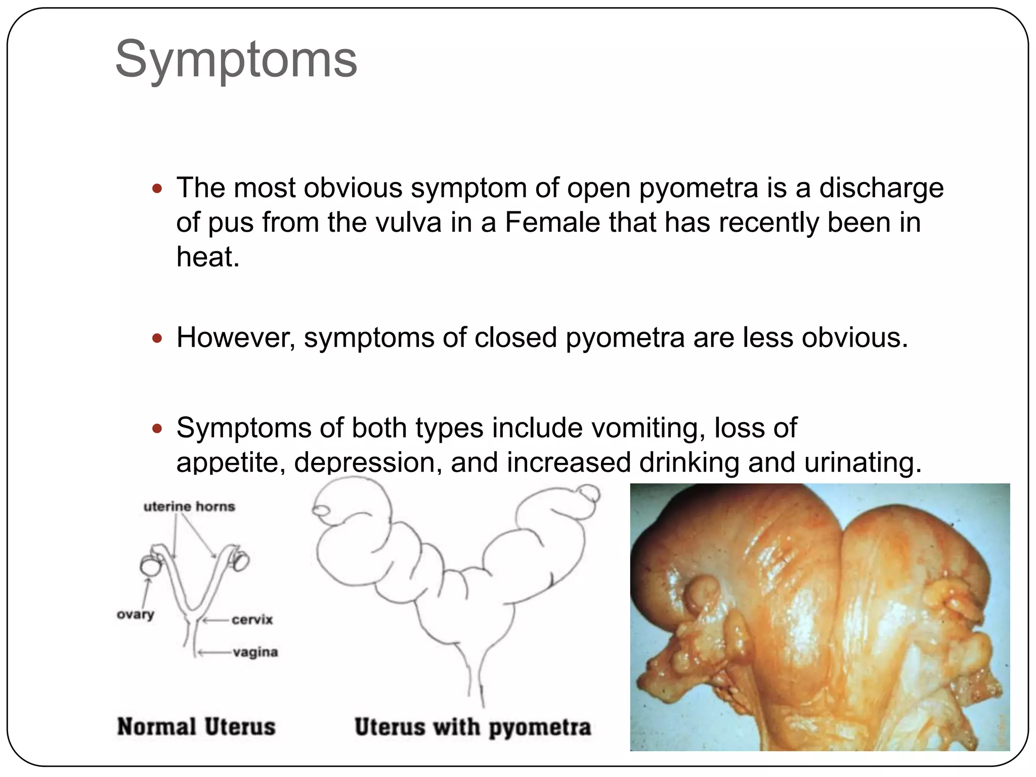Symptoms
 The most obvious symptom of open pyometra is a discharge

of pus from the vulva in a Female that has recently been in
heat.
 However, symptoms of closed pyometra are less obvious.

 Symptoms of both types include vomiting, loss of

appetite, depression, and increased drinking and urinating.

 