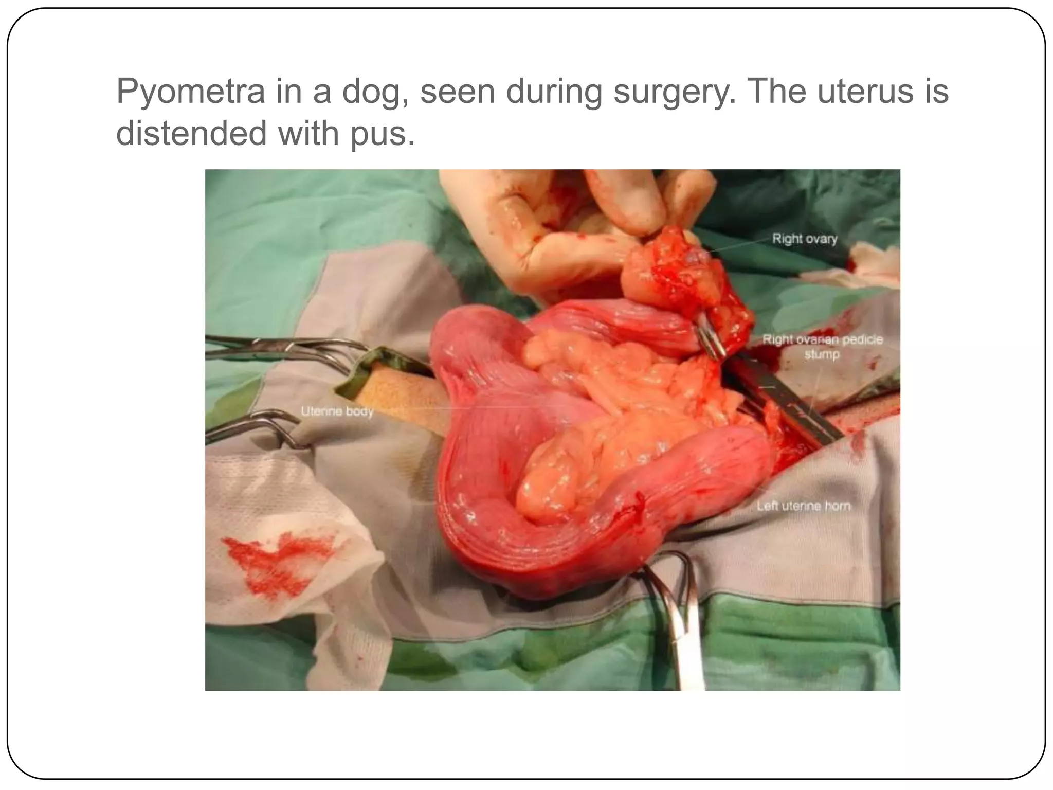 Pyometra in a dog, seen during surgery. The uterus is
distended with pus.

 