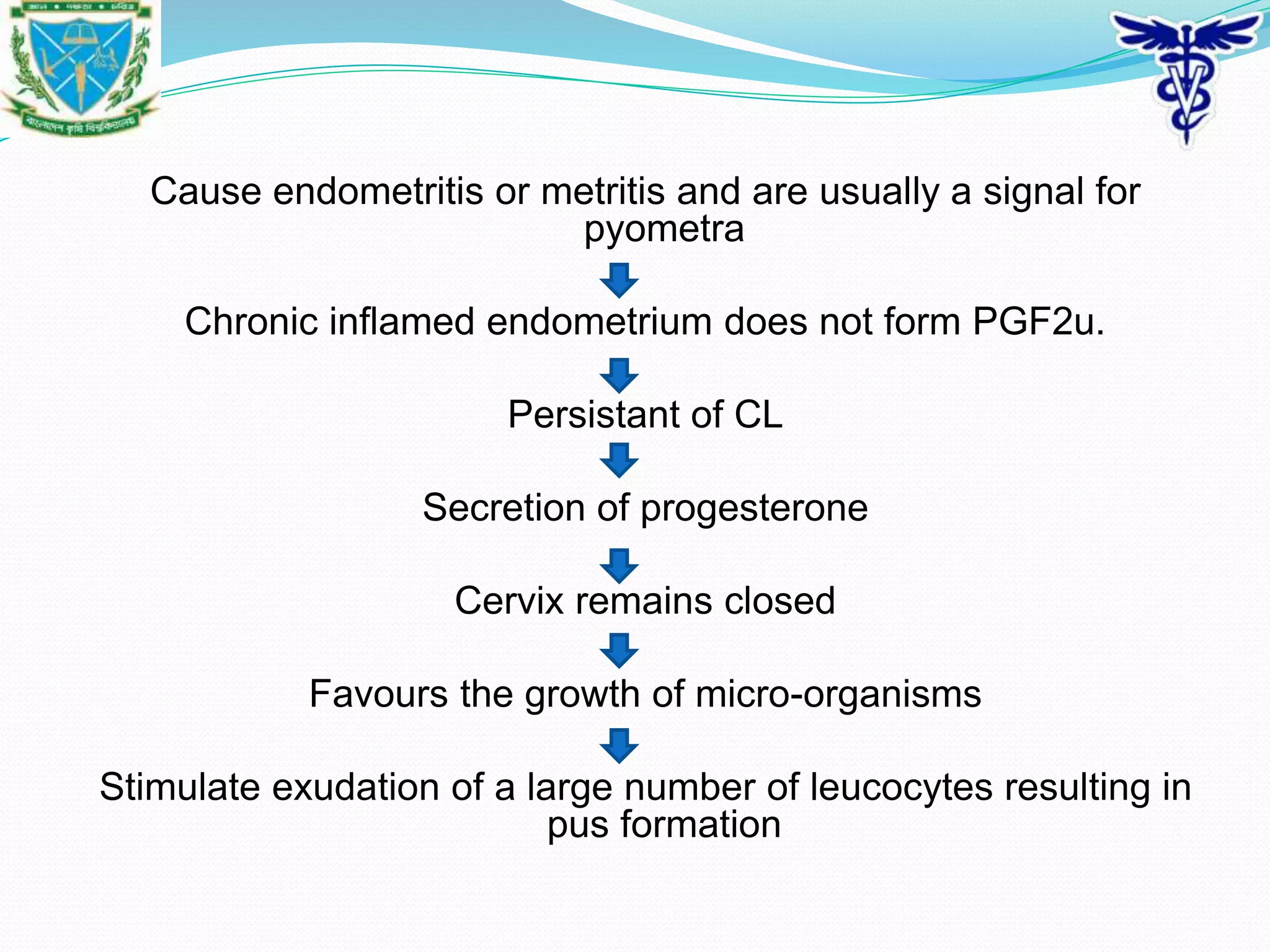 Cow Pyomatra Problem Pyometra in cow | PPTX