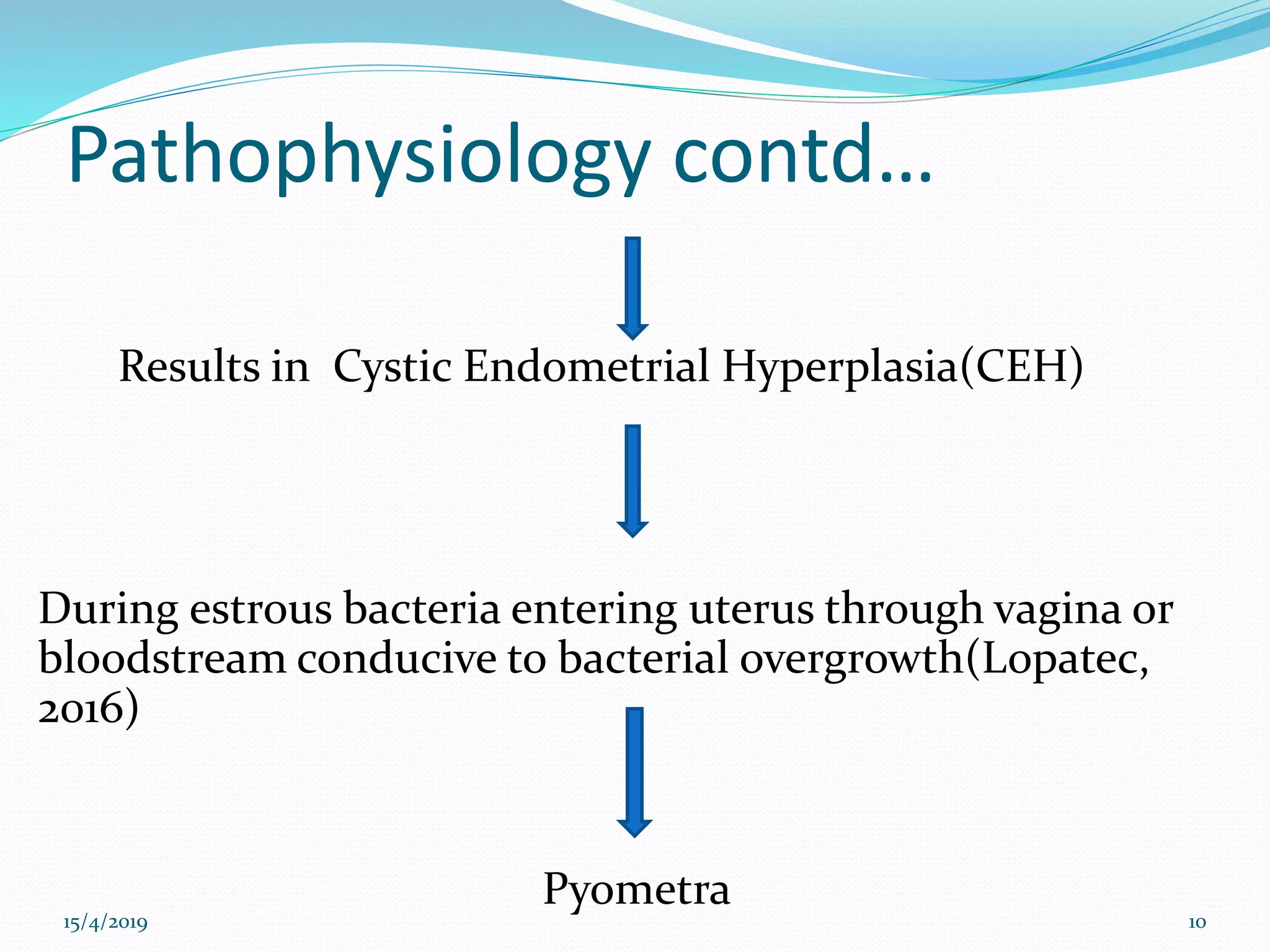 Pathophysiology contd…
Results in Cystic Endometrial Hyperplasia(CEH)
During estrous bacteria entering uterus through vagina or
bloodstream conducive to bacterial overgrowth(Lopatec,
2016)
Pyometra
15/4/2019 10
 