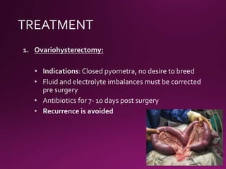 Pyometra in bitches | PPTX