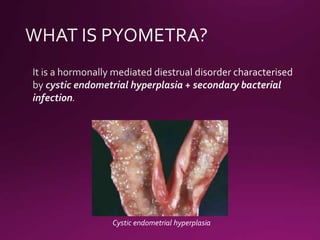 Pyometra Cow Pyometra in bitches | PPTX
