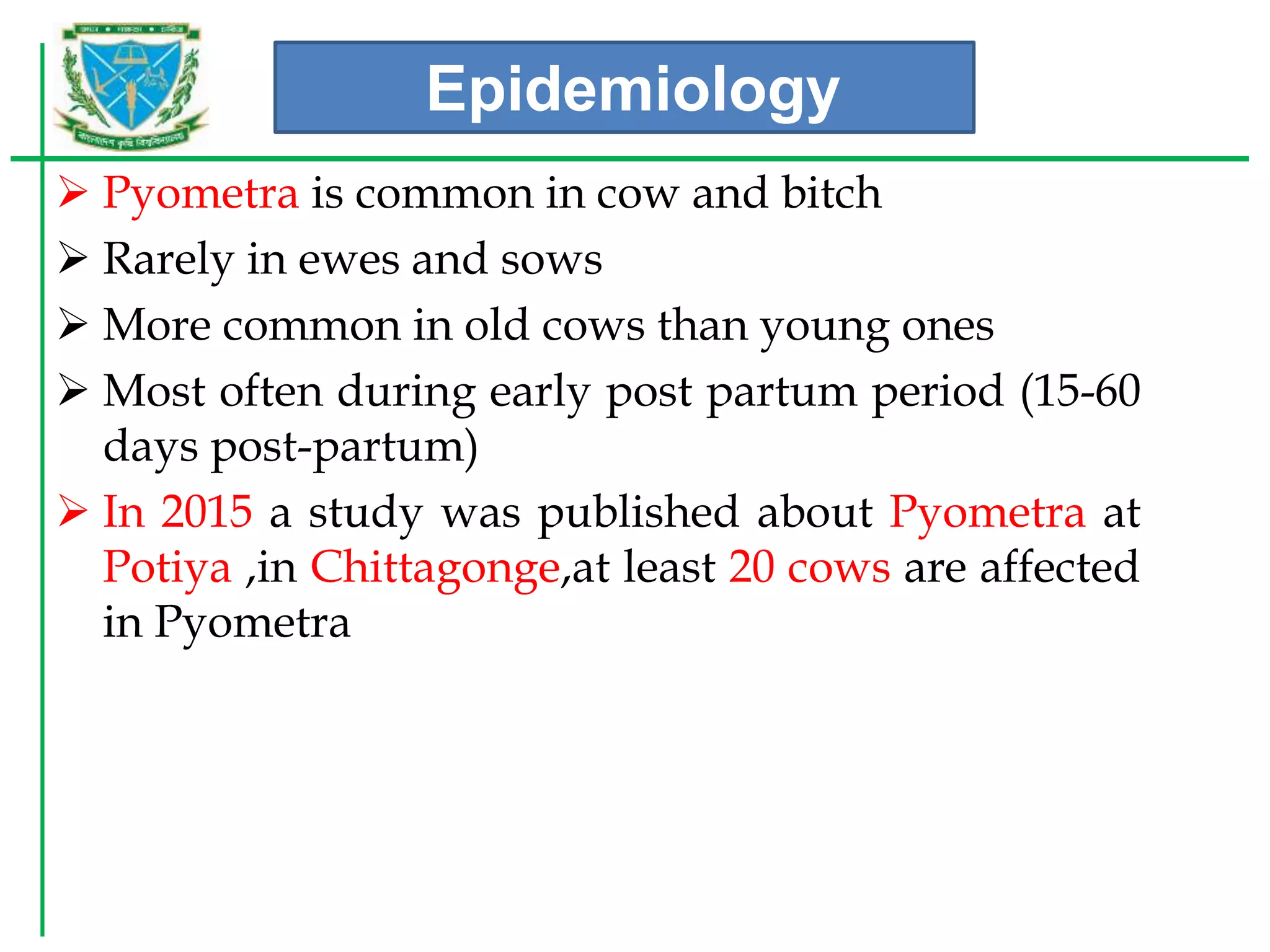 Cow Pyomatra Problem Pyometra in cow | PPTX