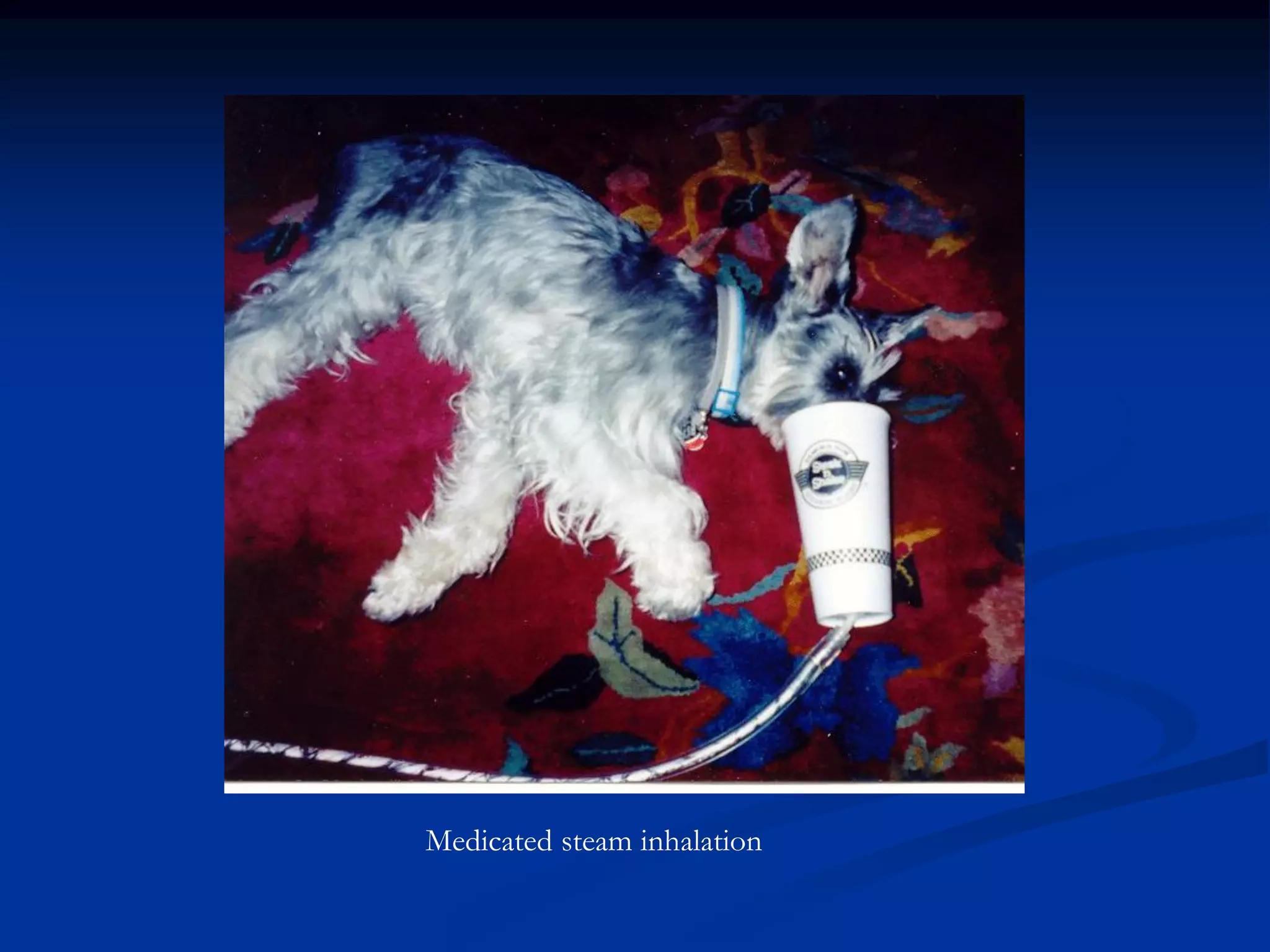 Medicated steam inhalation
 