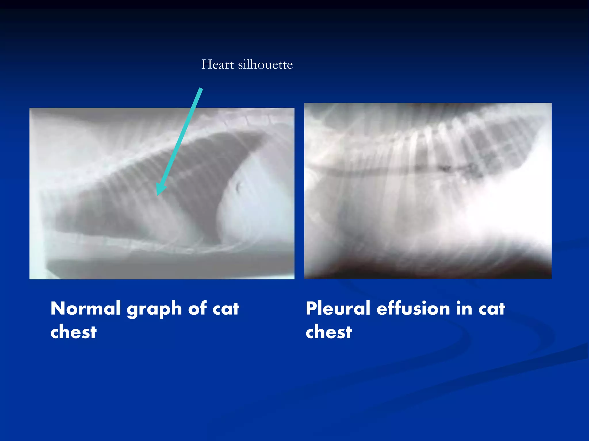 Normal graph of cat
chest
Pleural effusion in cat
chest
Heart silhouette
 
