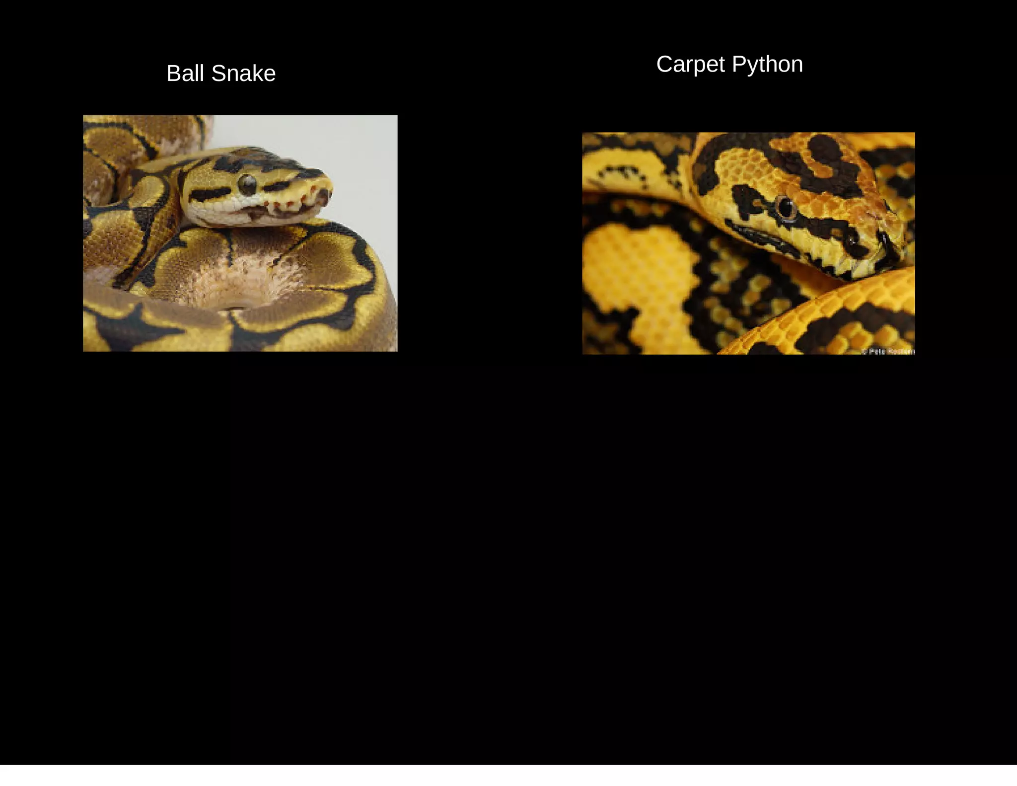 Ball Snake Carpet Python
 