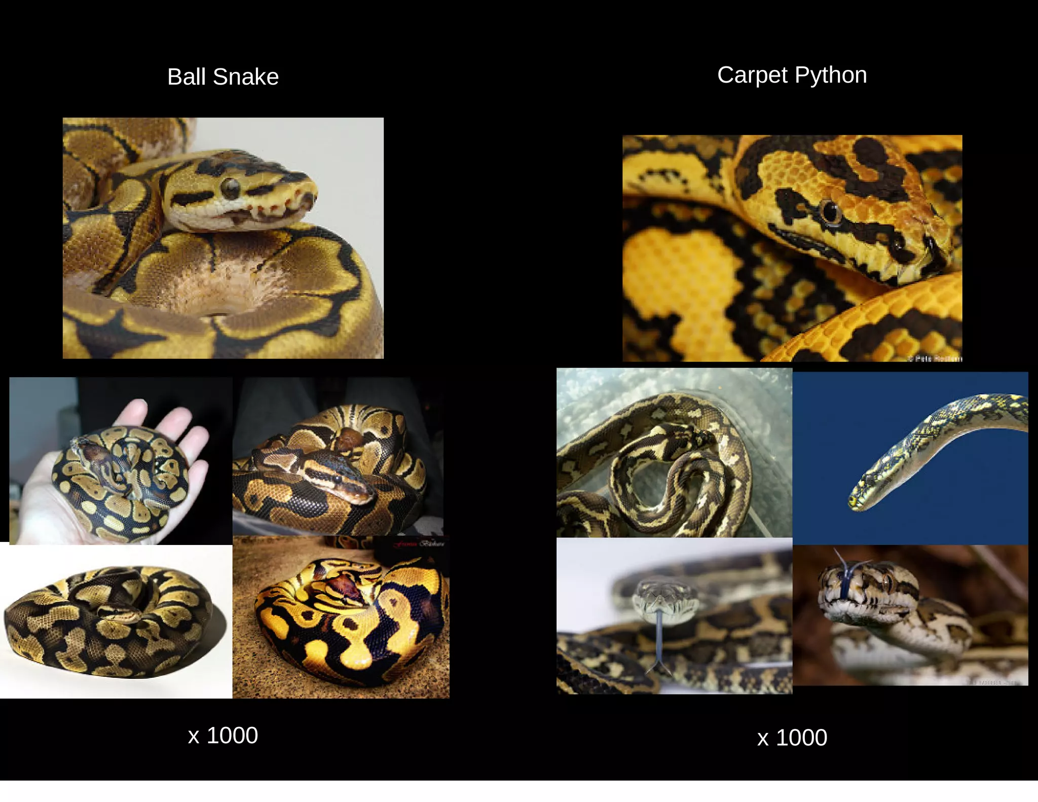 Ball Snake Carpet Python
x 1000 x 1000
 