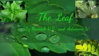 The Leaf
By Hannah V.B. and Adrienne W.

 