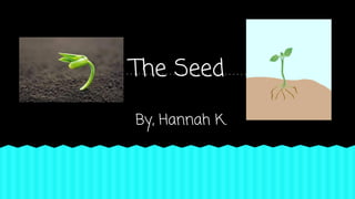 The Seed
By, Hannah K.

 