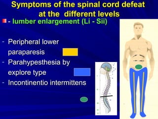 Symptoms of the spinal cord defeatSymptoms of the spinal cord defeat
at the different levelsat the different levels
-- lumber enlargementlumber enlargement ((LLіі -- Sii)Sii)
- Peripheral lowerPeripheral lower
paraparesisparaparesis
- ParahypesthesiaParahypesthesia byby
explore typeexplore type
- ІІncontinentio intermittensncontinentio intermittens
 