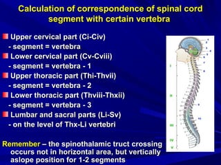 Calculation of correspondence of spinal cordCalculation of correspondence of spinal cord
segment with certain vertebrasegment with certain vertebra
Upper cervical partUpper cervical part (Сі-С(Сі-Сiv)iv)
- segment- segment == vertebravertebra
Lower cervical partLower cervical part (С(Сv-Cviiiv-Cviii))
-- segmentsegment == vertebravertebra - 1- 1
Upper thoracic partUpper thoracic part ((Thi-ThviiThi-Thvii))
-- segmentsegment == vertebravertebra - 2- 2
Lower thoracic partLower thoracic part ((Thviii-ThxiiThviii-Thxii))
- segment- segment == vertebravertebra - 3- 3
Lumbar and sacral partsLumbar and sacral parts ((Li-Sv)Li-Sv)
- on the level of- on the level of Thx-Li vertebriThx-Li vertebri
RememberRemember – the spinothalamic truct– the spinothalamic truct crossingcrossing
occurs notoccurs not in horizontal areain horizontal area,, but verticallybut vertically
aslope position foraslope position for 1-21-2 segmentssegments
 