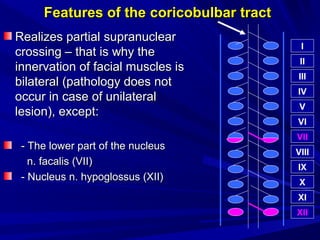 Features of theFeatures of the coricobulbarcoricobulbar tracttract
Realizes partialRealizes partial supranuclearsupranuclear
crossing – that is why thecrossing – that is why the
innervation of facial muscles isinnervation of facial muscles is
bilateralbilateral (pathology does not(pathology does not
occur in case of unilateraloccur in case of unilateral
lesion), except:lesion), except:
- The lower part of the nucleus- The lower part of the nucleus
n. facalis (VII)n. facalis (VII)
- Nucleus n. hypoglossus (XII)- Nucleus n. hypoglossus (XII)
V
IV
III
II
I
IX
VIII
VII
VI
XI
X
XII
 
