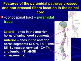 Features of the pyramidal pathway crossedFeatures of the pyramidal pathway crossed
and non-crossed fibers location in the spinaland non-crossed fibers location in the spinal
cordcord
––coricospinalcoricospinal tracttract –– pyramidalpyramidal
tracttract::
- LateralLateral –– ends in the anteriorends in the anterior
horns of spinal cord segmentshorns of spinal cord segments
- AnteriorAnterior –– ends in the anteriorends in the anterior
horns segments Ci-Civ, Thiii-Thxi,horns segments Ci-Civ, Thiii-Thxi,
Siii-Sv (except cervical - Cv-ThiiSiii-Sv (except cervical - Cv-Thii
and lumbar - Thxii-Siiand lumbar - Thxii-Sii
enlargementsenlargements).).
 