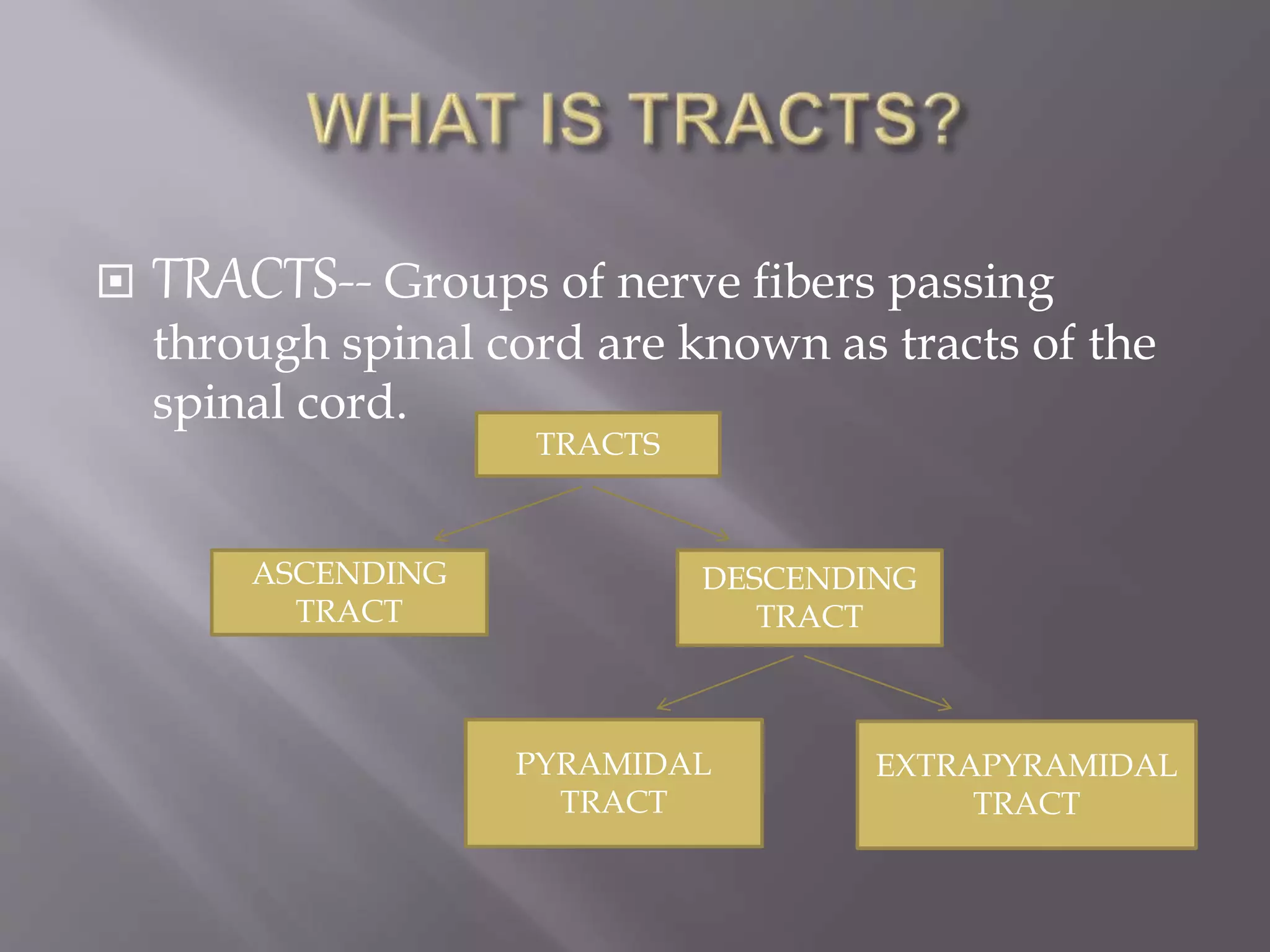  TRACTS-- Groups of nerve fibers passing
through spinal cord are known as tracts of the
spinal cord.
TRACTS
ASCENDING
TRACT
DESCENDING
TRACT
PYRAMIDAL
TRACT
EXTRAPYRAMIDAL
TRACT
 
