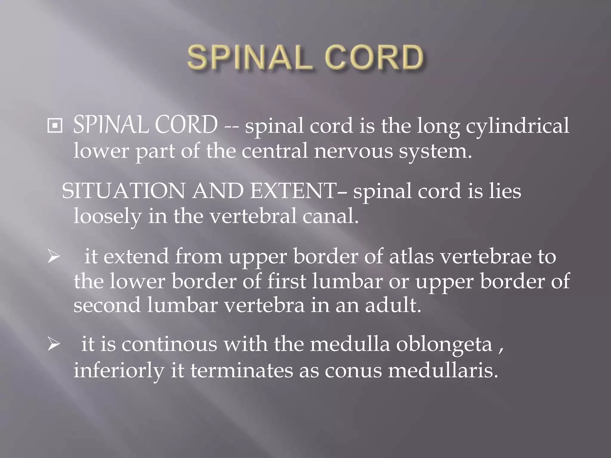  SPINAL CORD -- spinal cord is the long cylindrical
lower part of the central nervous system.
SITUATION AND EXTENT– spinal cord is lies
loosely in the vertebral canal.
 it extend from upper border of atlas vertebrae to
the lower border of first lumbar or upper border of
second lumbar vertebra in an adult.
 it is continous with the medulla oblongeta ,
inferiorly it terminates as conus medullaris.
 