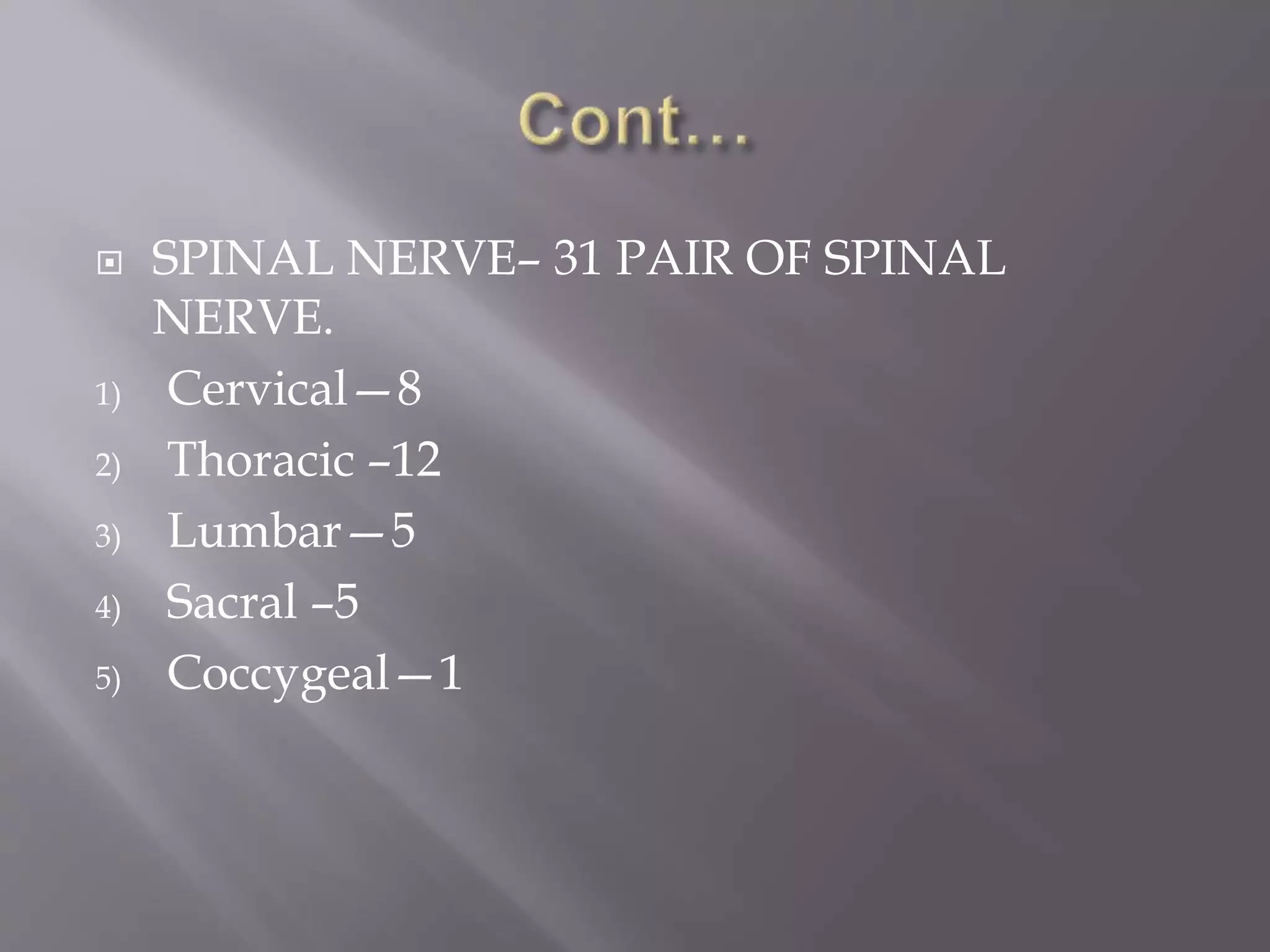  SPINAL NERVE– 31 PAIR OF SPINAL
NERVE.
1) Cervical—8
2) Thoracic –12
3) Lumbar—5
4) Sacral –5
5) Coccygeal—1
 
