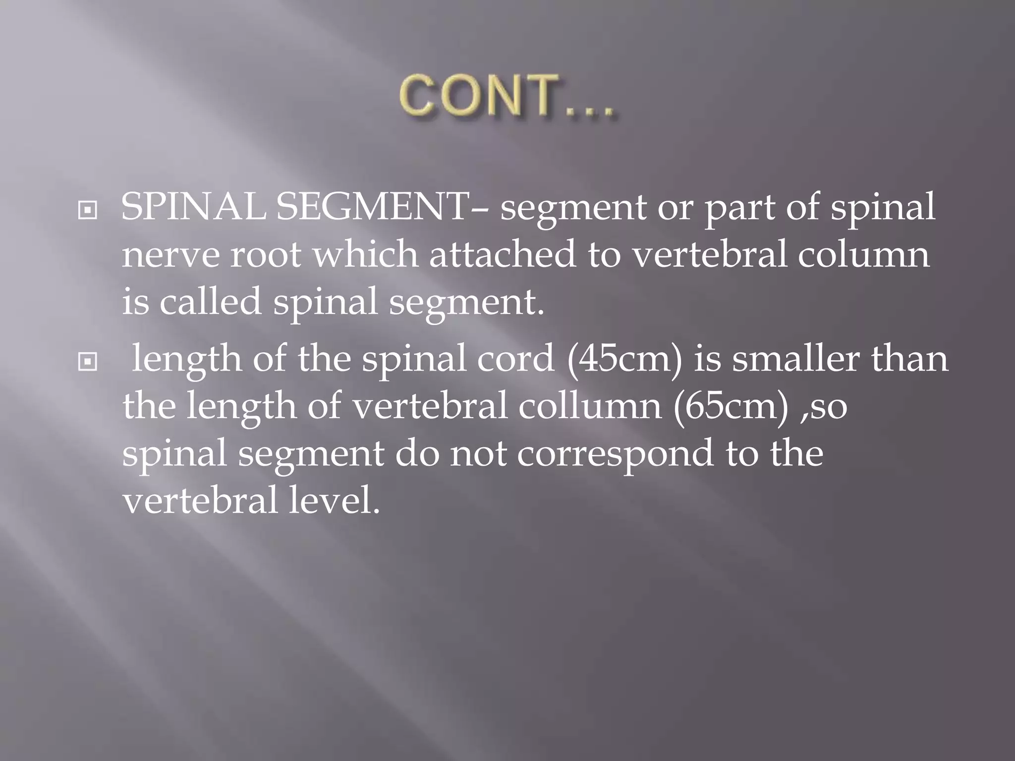  SPINAL SEGMENT– segment or part of spinal
nerve root which attached to vertebral column
is called spinal segment.
 length of the spinal cord (45cm) is smaller than
the length of vertebral collumn (65cm) ,so
spinal segment do not correspond to the
vertebral level.
 