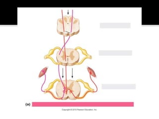 Pyramidal system | PPTX