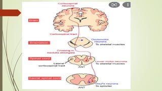 Pyramidal System Project Model Brain Pyramidal system Keshav Kumar Panwar.pptx