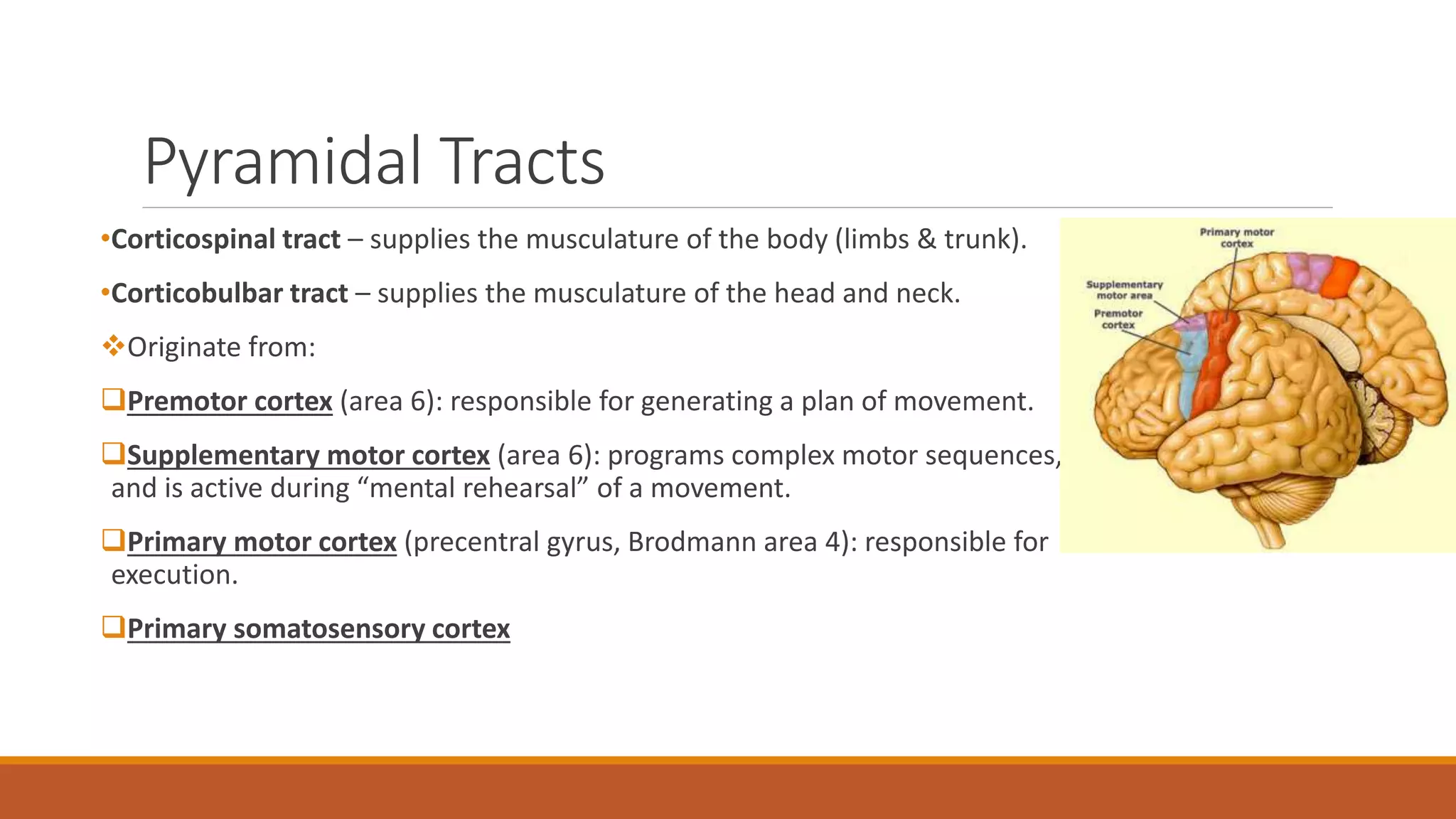 Pyramidal Tracts
•Corticospinal tract – supplies the musculature of the body (limbs & trunk).
•Corticobulbar tract – supplies the musculature of the head and neck.
Originate from:
Premotor cortex (area 6): responsible for generating a plan of movement.
Supplementary motor cortex (area 6): programs complex motor sequences,
and is active during “mental rehearsal” of a movement.
Primary motor cortex (precentral gyrus, Brodmann area 4): responsible for
execution.
Primary somatosensory cortex
 