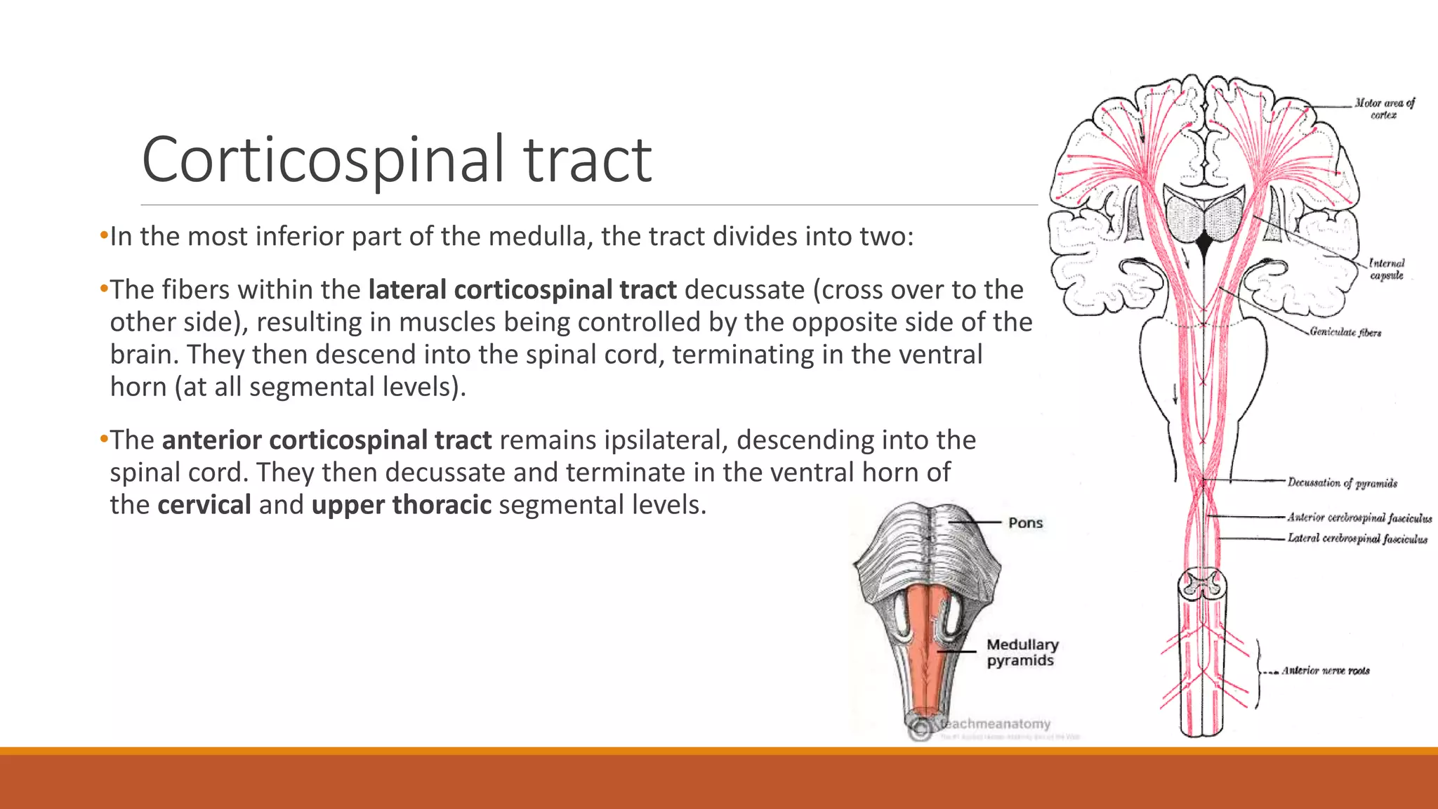 Corticospinal tract
•In the most inferior part of the medulla, the tract divides into two:
•The fibers within the lateral corticospinal tract decussate (cross over to the
other side), resulting in muscles being controlled by the opposite side of the
brain. They then descend into the spinal cord, terminating in the ventral
horn (at all segmental levels).
•The anterior corticospinal tract remains ipsilateral, descending into the
spinal cord. They then decussate and terminate in the ventral horn of
the cervical and upper thoracic segmental levels.
 