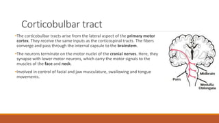 Pyramidal Tract | PPT