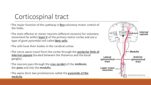 Pyramidal Tract Pyramidal Tract