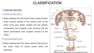 Pyramidal tract | PDF