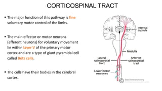 Pyramidal tract | PDF