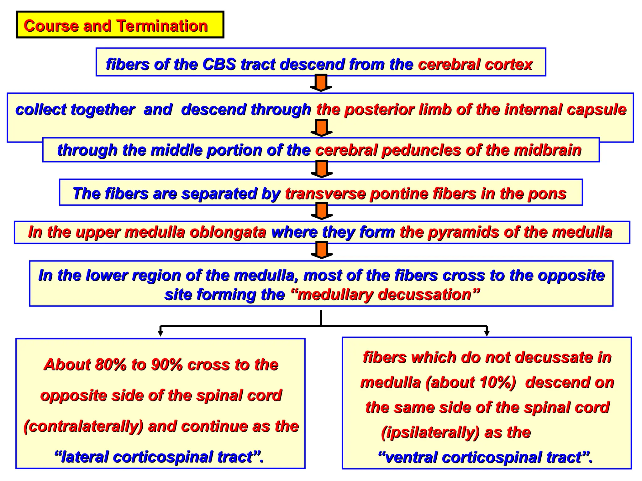Course and Termination
Course and Termination
fibers of the CBS tract descend from the
fibers of the CBS tract descend from the cerebral cortex
cerebral cortex
collect together and descend through
collect together and descend through the posterior limb of the internal capsule
the posterior limb of the internal capsule
through the middle portion of the
through the middle portion of the cerebral peduncles of the midbrain
cerebral peduncles of the midbrain
The fibers are separated by
The fibers are separated by transverse pontine fibers in the pons
transverse pontine fibers in the pons
In the upper medulla oblongata
In the upper medulla oblongata where they form
where they form the pyramids of the medulla
the pyramids of the medulla
About 80% to 90% cross to the
About 80% to 90% cross to the
opposite side of the spinal cord
opposite side of the spinal cord
(contralaterally) and continue as the
(contralaterally) and continue as the
“lateral corticospinal tract”.
“lateral corticospinal tract”.
fibers which do not decussate in
fibers which do not decussate in
medulla (about 10%) descend on
medulla (about 10%) descend on
the same side of the spinal cord
the same side of the spinal cord
(ipsilaterally) as the
(ipsilaterally) as the
“ventral corticospinal tract”.
“ventral corticospinal tract”.
In the lower region of the medulla, most of the fibers cross to the opposite
In the lower region of the medulla, most of the fibers cross to the opposite
site forming the
site forming the “medullary decussation”
“medullary decussation”
 