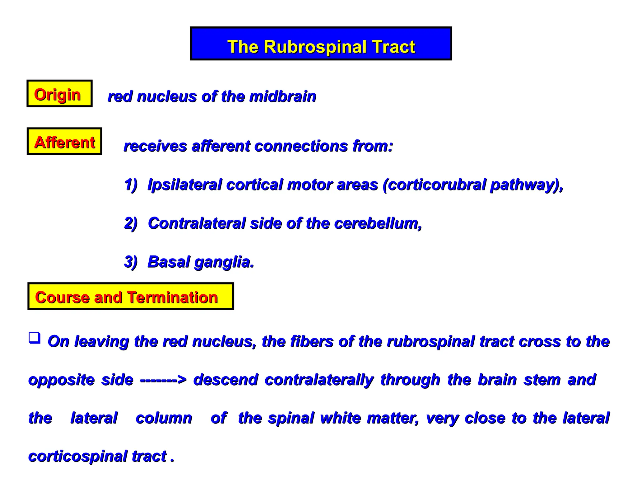 The Rubrospinal Tract
The Rubrospinal Tract
Origin
Origin red nucleus of the midbrain
red nucleus of the midbrain
Afferent
Afferent receives afferent connections from:
receives afferent connections from:
1)
1) Ipsilateral cortical motor areas (corticorubral pathway),
Ipsilateral cortical motor areas (corticorubral pathway),
2)
2) Contralateral side of the cerebellum,
Contralateral side of the cerebellum,
3)
3) Basal ganglia.
Basal ganglia.
Course and Termination
Course and Termination
 On leaving the red nucleus, the fibers of the rubrospinal tract cross to the
On leaving the red nucleus, the fibers of the rubrospinal tract cross to the
opposite side -------> descend contralaterally through the brain stem and
opposite side -------> descend contralaterally through the brain stem and
the lateral column of the spinal white matter, very close to the lateral
the lateral column of the spinal white matter, very close to the lateral
corticospinal tract .
corticospinal tract .
 