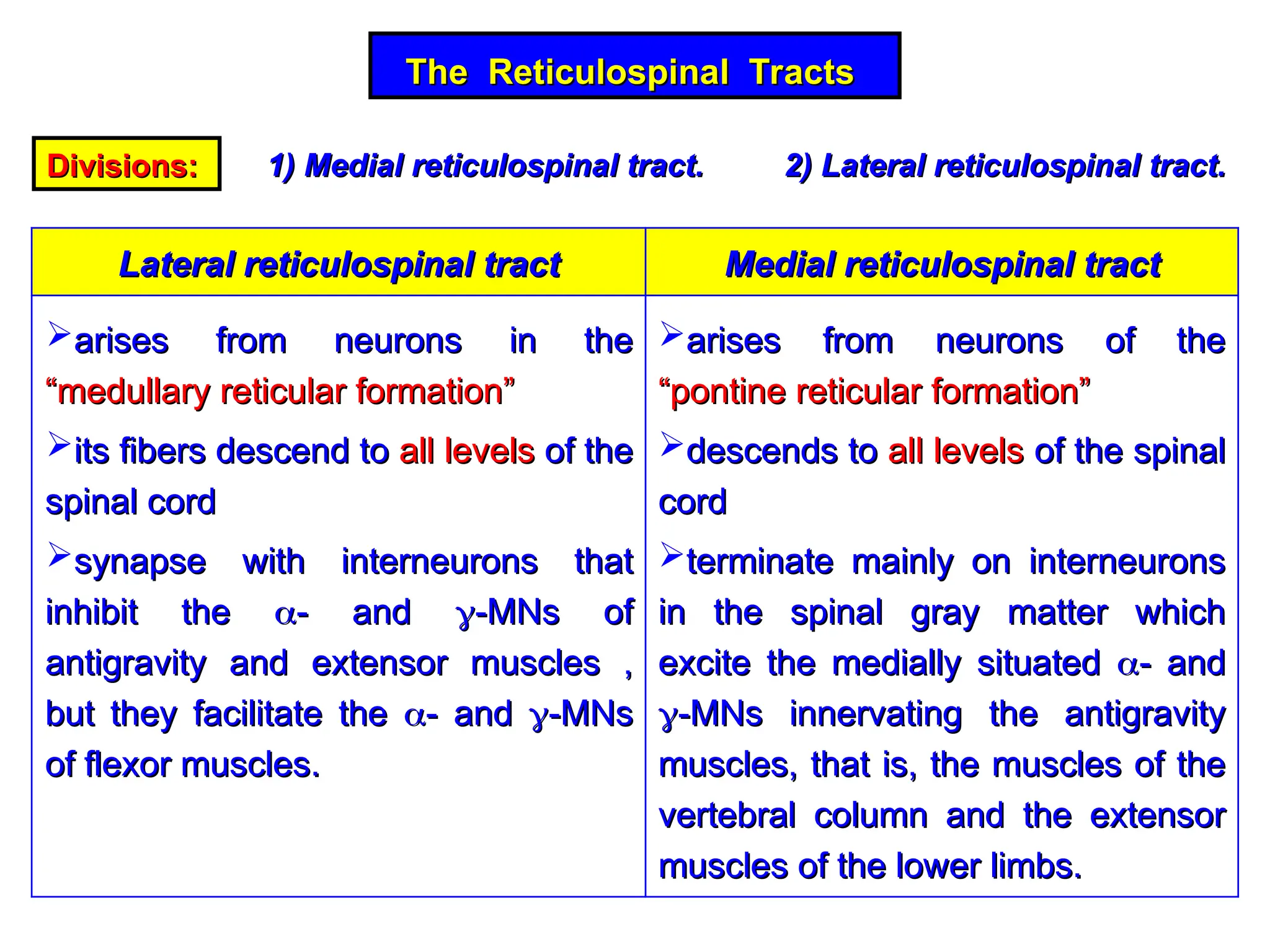 The Reticulospinal Tracts
The Reticulospinal Tracts
Divisions:
Divisions: 1) Medial reticulospinal tract. 2) Lateral reticulospinal tract.
1) Medial reticulospinal tract. 2) Lateral reticulospinal tract.
Medial reticulospinal tract
Medial reticulospinal tract
Lateral reticulospinal tract
Lateral reticulospinal tract
arises from neurons of the
arises from neurons of the
“pontine reticular formation”
“pontine reticular formation”
descends to
descends to all levels
all levels of the spinal
of the spinal
cord
cord
terminate mainly on interneurons
terminate mainly on interneurons
in the spinal gray matter which
in the spinal gray matter which
excite the medially situated
excite the medially situated 
- and
- and

-MNs innervating the antigravity
-MNs innervating the antigravity
muscles, that is, the muscles of the
muscles, that is, the muscles of the
vertebral column and the extensor
vertebral column and the extensor
muscles of the lower limbs.
muscles of the lower limbs.
arises from neurons in the
arises from neurons in the
“medullary reticular formation”
“medullary reticular formation”
its fibers descend to
its fibers descend to all levels
all levels of the
of the
spinal cord
spinal cord
synapse with interneurons that
synapse with interneurons that
inhibit the
inhibit the 
- and
- and 
-MNs of
-MNs of
antigravity and extensor muscles ,
antigravity and extensor muscles ,
but they facilitate the
but they facilitate the 
- and
- and 
-MNs
-MNs
of flexor muscles.
of flexor muscles.
 