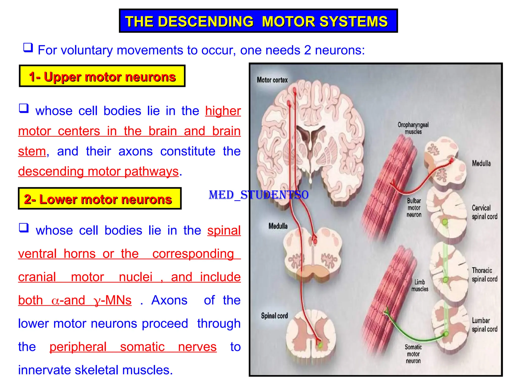 THE DESCENDING MOTOR SYSTEMS
THE DESCENDING MOTOR SYSTEMS
 For voluntary movements to occur, one needs 2 neurons:
1-
1- Upper motor neurons
Upper motor neurons
 whose cell bodies lie in the higher
motor centers in the brain and brain
stem, and their axons constitute the
descending motor pathways.
2- Lower motor neurons
2- Lower motor neurons
 whose cell bodies lie in the spinal
ventral horns or the corresponding
cranial motor nuclei , and include
both -and -MNs . Axons of the
lower motor neurons proceed through
the peripheral somatic nerves to
innervate skeletal muscles.
Med_students0
 