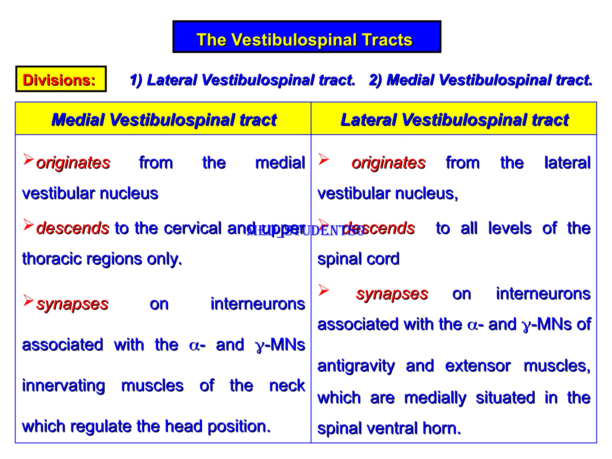 The Vestibulospinal Tracts
The Vestibulospinal Tracts
Divisions:
Divisions: 1) Lateral Vestibulospinal tract. 2) Medial Vestibulospinal tract.
1) Lateral Vestibulospinal tract. 2) Medial Vestibulospinal tract.
Lateral Vestibulospinal tract
Lateral Vestibulospinal tract
Medial Vestibulospinal tract
Medial Vestibulospinal tract
 originates
originates from the lateral
from the lateral
vestibular nucleus,
vestibular nucleus,
 descends
descends to all levels of the
to all levels of the
spinal cord
spinal cord
 synapses
synapses on interneurons
on interneurons
associated with the
associated with the 
- and
- and 
-MNs of
-MNs of
antigravity and extensor
antigravity and extensor muscles,
muscles,
which are medially situated in the
which are medially situated in the
spinal ventral horn.
spinal ventral horn.
originates
originates from the medial
from the medial
vestibular nucleus
vestibular nucleus
descends
descends to the cervical and upper
to the cervical and upper
thoracic regions only.
thoracic regions only.
synapses
synapses on interneurons
on interneurons
associated with the
associated with the 
- and
- and 
-MNs
-MNs
innervating muscles of the neck
innervating muscles of the neck
which regulate the head position.
which regulate the head position.
Med_students0
 