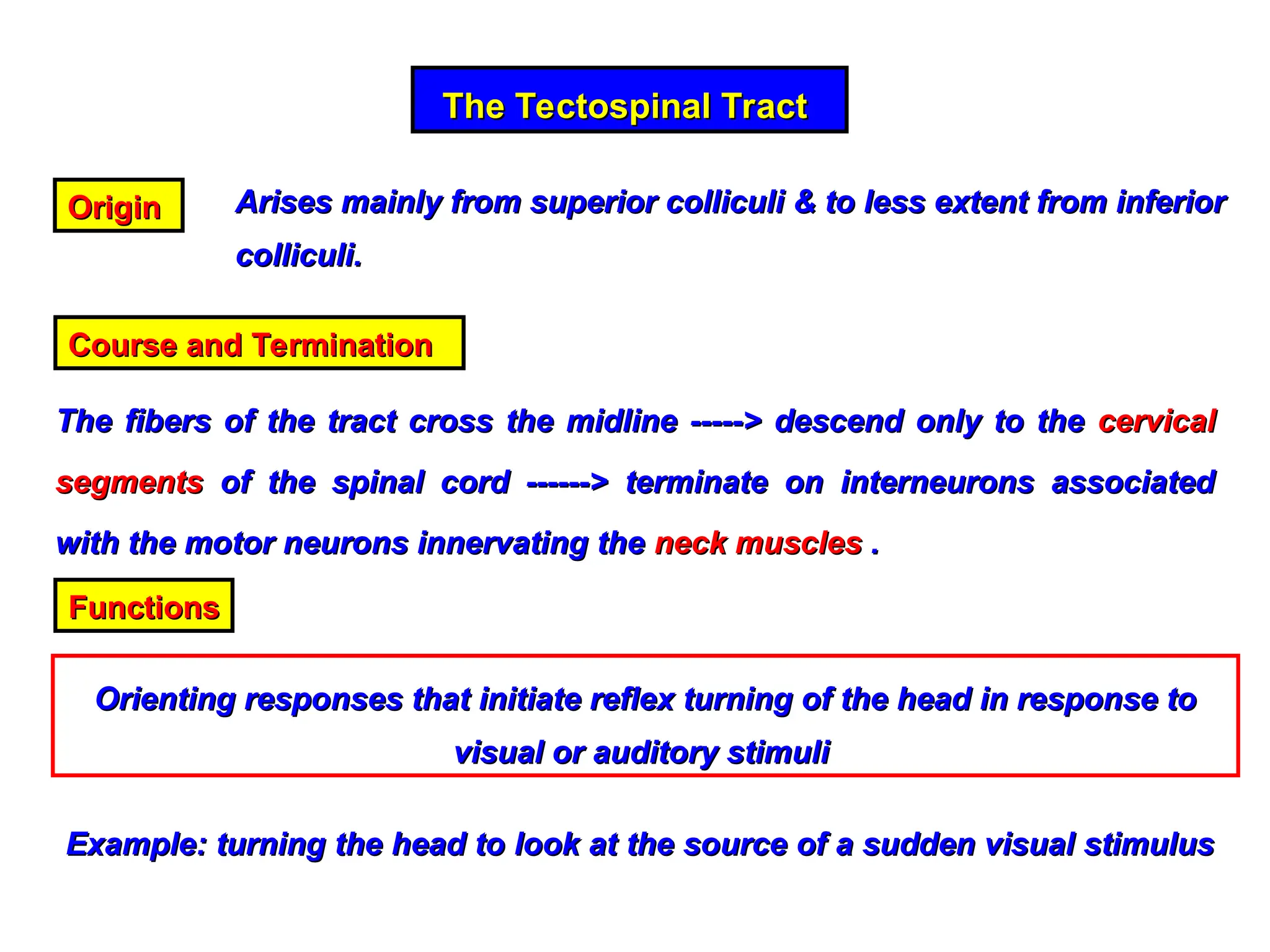 The Tectospinal Tract
The Tectospinal Tract
Origin
Origin Arises mainly from superior colliculi & to less extent from inferior
Arises mainly from superior colliculi & to less extent from inferior
colliculi.
colliculi.
Course and Termination
Course and Termination
The fibers of the tract cross the midline -----> descend only to the
The fibers of the tract cross the midline -----> descend only to the cervical
cervical
segments
segments of the spinal cord ------> terminate on interneurons associated
of the spinal cord ------> terminate on interneurons associated
with the motor neurons innervating the
with the motor neurons innervating the neck muscles
neck muscles .
.
Functions
Functions
Orienting responses that initiate reflex turning of the head in response to
Orienting responses that initiate reflex turning of the head in response to
visual or auditory stimuli
visual or auditory stimuli
Example: turning the head to look at the source of a sudden visual stimulus
Example: turning the head to look at the source of a sudden visual stimulus
 