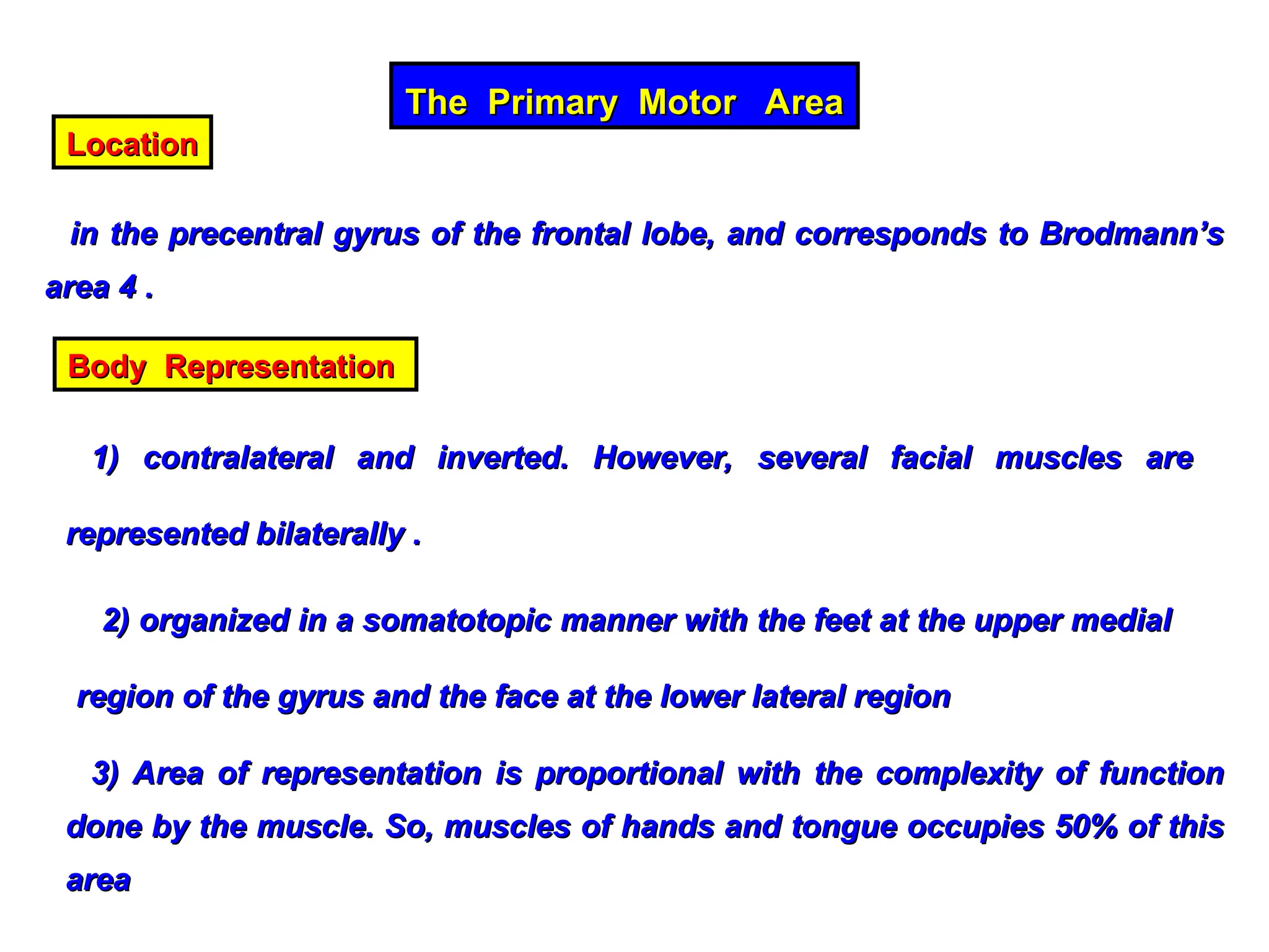 The Primary Motor Area
The Primary Motor Area
Location
Location
in the precentral gyrus of the frontal lobe, and corresponds to Brodmann’s
in the precentral gyrus of the frontal lobe, and corresponds to Brodmann’s
area 4 .
area 4 .
Body Representation
Body Representation
1) contralateral and inverted. However, several facial muscles are
1) contralateral and inverted. However, several facial muscles are
represented bilaterally .
represented bilaterally .
2) organized in a somatotopic manner with the feet at the upper medial
2) organized in a somatotopic manner with the feet at the upper medial
region of the gyrus and the face at the lower lateral region
region of the gyrus and the face at the lower lateral region
3) Area of representation is proportional with the complexity of function
3) Area of representation is proportional with the complexity of function
done by the muscle. So, muscles of hands and tongue occupies 50% of this
done by the muscle. So, muscles of hands and tongue occupies 50% of this
area
area
 