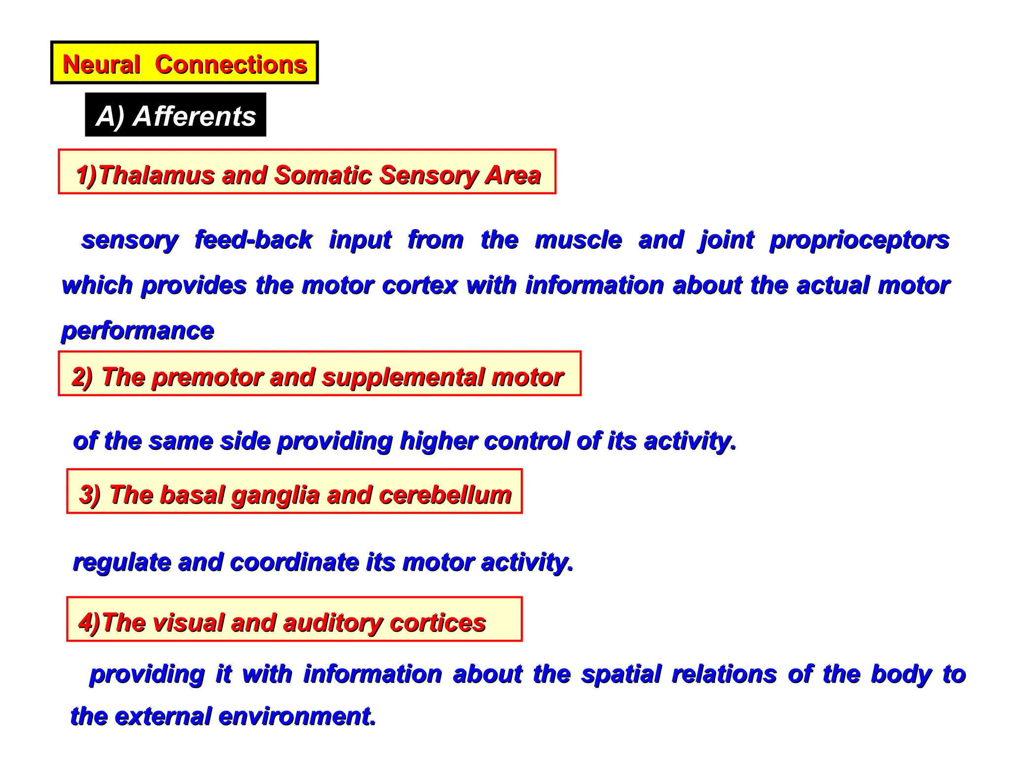 Neural Connections
Neural Connections
A) Afferents
1)Thalamus and Somatic Sensory Area
1)Thalamus and Somatic Sensory Area
sensory feed-back input from the muscle and joint proprioceptors
sensory feed-back input from the muscle and joint proprioceptors
which provides the motor cortex with information about the actual motor
which provides the motor cortex with information about the actual motor
performance
performance
2) The premotor and supplemental motor
2) The premotor and supplemental motor
of the same side providing higher control of its activity.
of the same side providing higher control of its activity.
3) The basal ganglia and cerebellum
3) The basal ganglia and cerebellum
regulate and coordinate its motor activity.
regulate and coordinate its motor activity.
4)The visual and auditory cortices
4)The visual and auditory cortices
providing it with information about the spatial relations of the body to
providing it with information about the spatial relations of the body to
the external environment.
the external environment.
 
